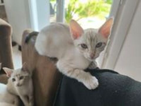   Cede un chaton femelle siamois  
