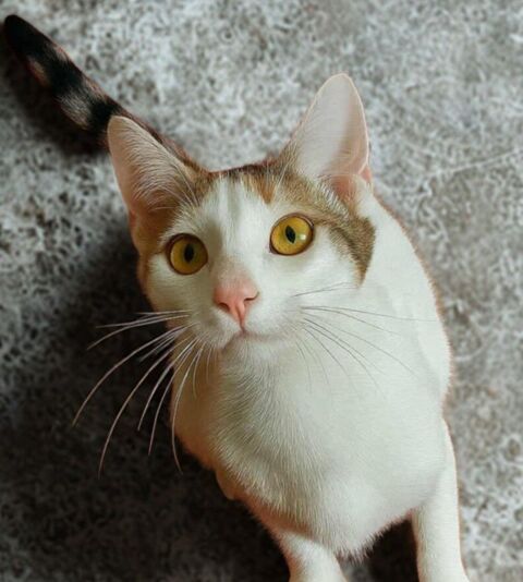 Amira, adorable chatonne à l'adoption 200 35560 Saint-rmy-du-plain