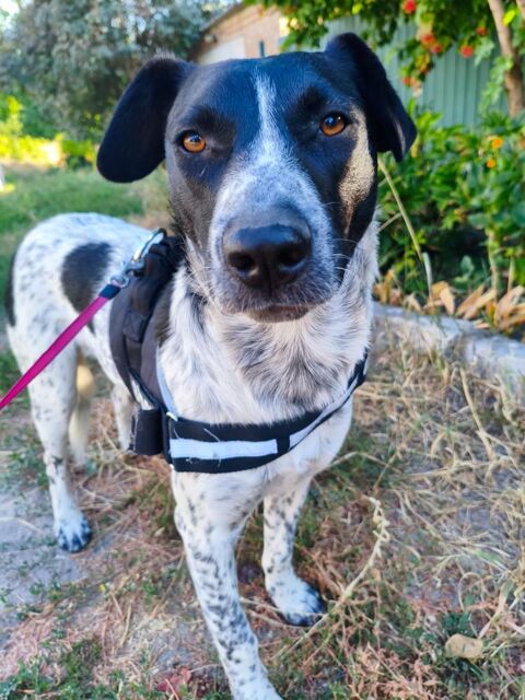 A L'ADOPTION JACK 0 75018 Paris