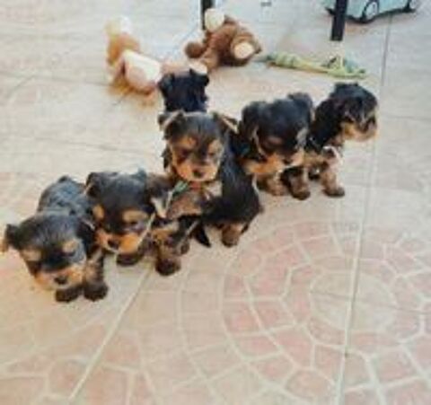   Adorables Chiots Yorkshire Terrier LOF 