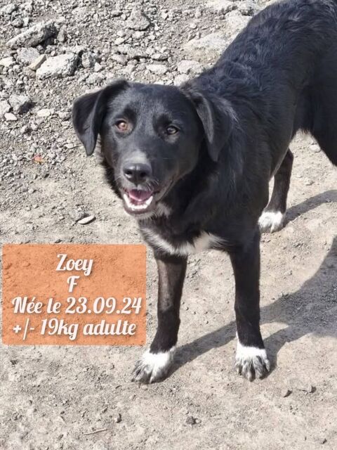 ZOEY SE TROUVE DANS UN REFUGE EN ROUMANIE 0 75018 Paris