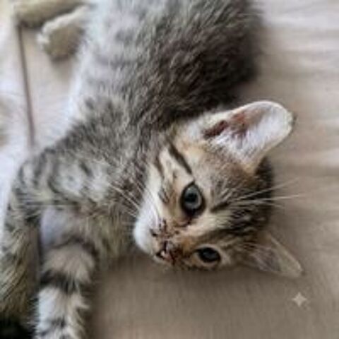   BOUBOULE 