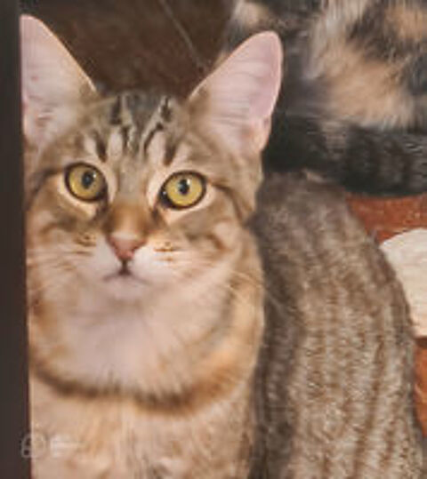 YUKA CHATON TIGRE 11 MOIS 225 92260 Fontenay-aux-roses