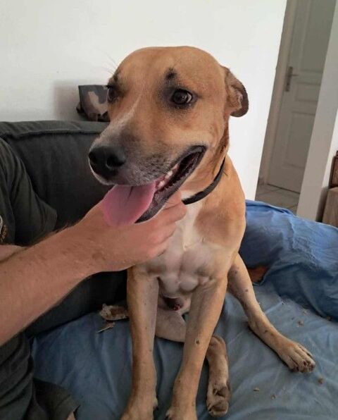 A&iuml;ko doux et beau 350 77000 Livry-sur-seine