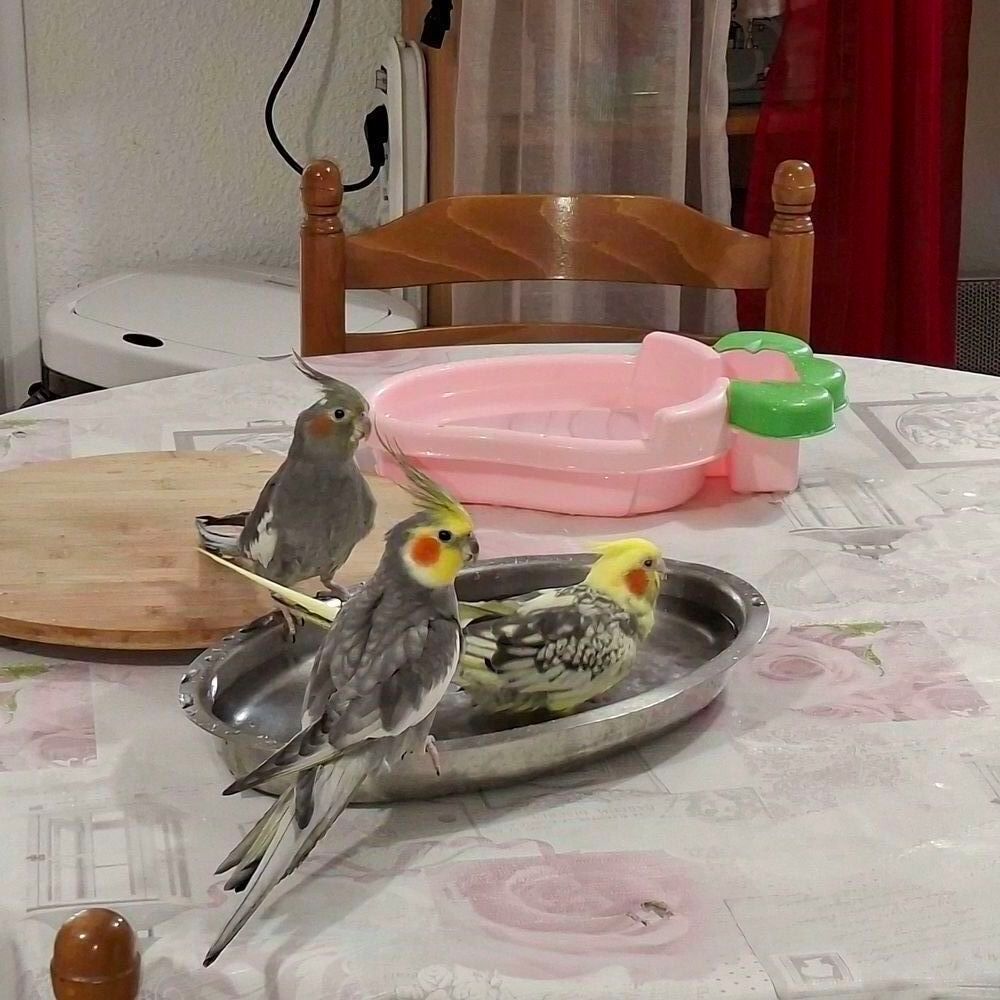   Couple Calopsittes et volière  