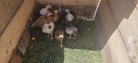   Coq 