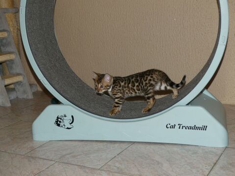 Chaton Bengal loof 1300 31210 Ponlat-taillebourg