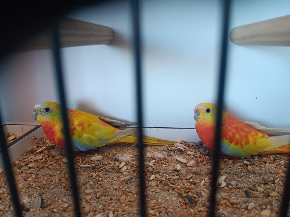   Perruches turquoisines  