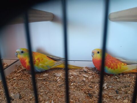 Perruches turquoisines 35 72250 Brette-les-pins