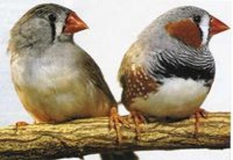   COUPLEDE MANDARIN 
