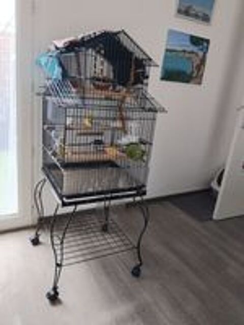   Couple canaris avec cage  