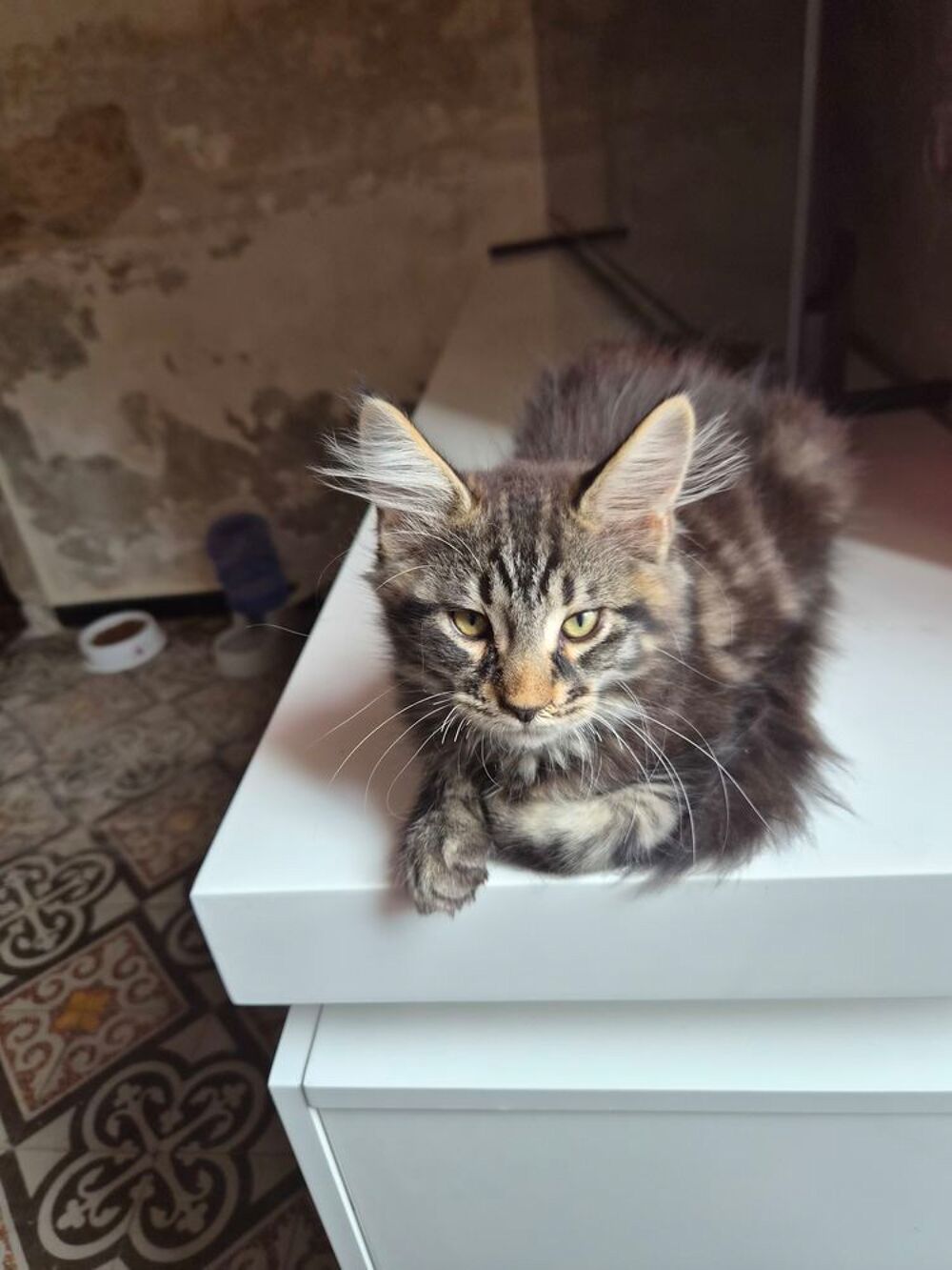   A retenir bébé sphynx et maine coon  