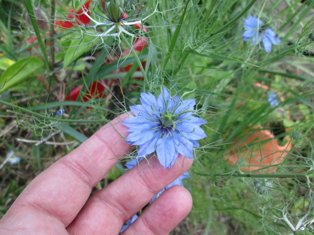 Graines de Nigelle de Damas , tr&egrave;s joli fleur bleue , a seme Jardin