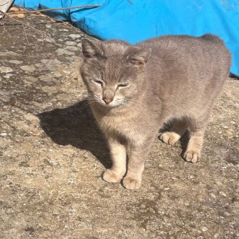 Ysis 180 26100 Romans-sur-is�re