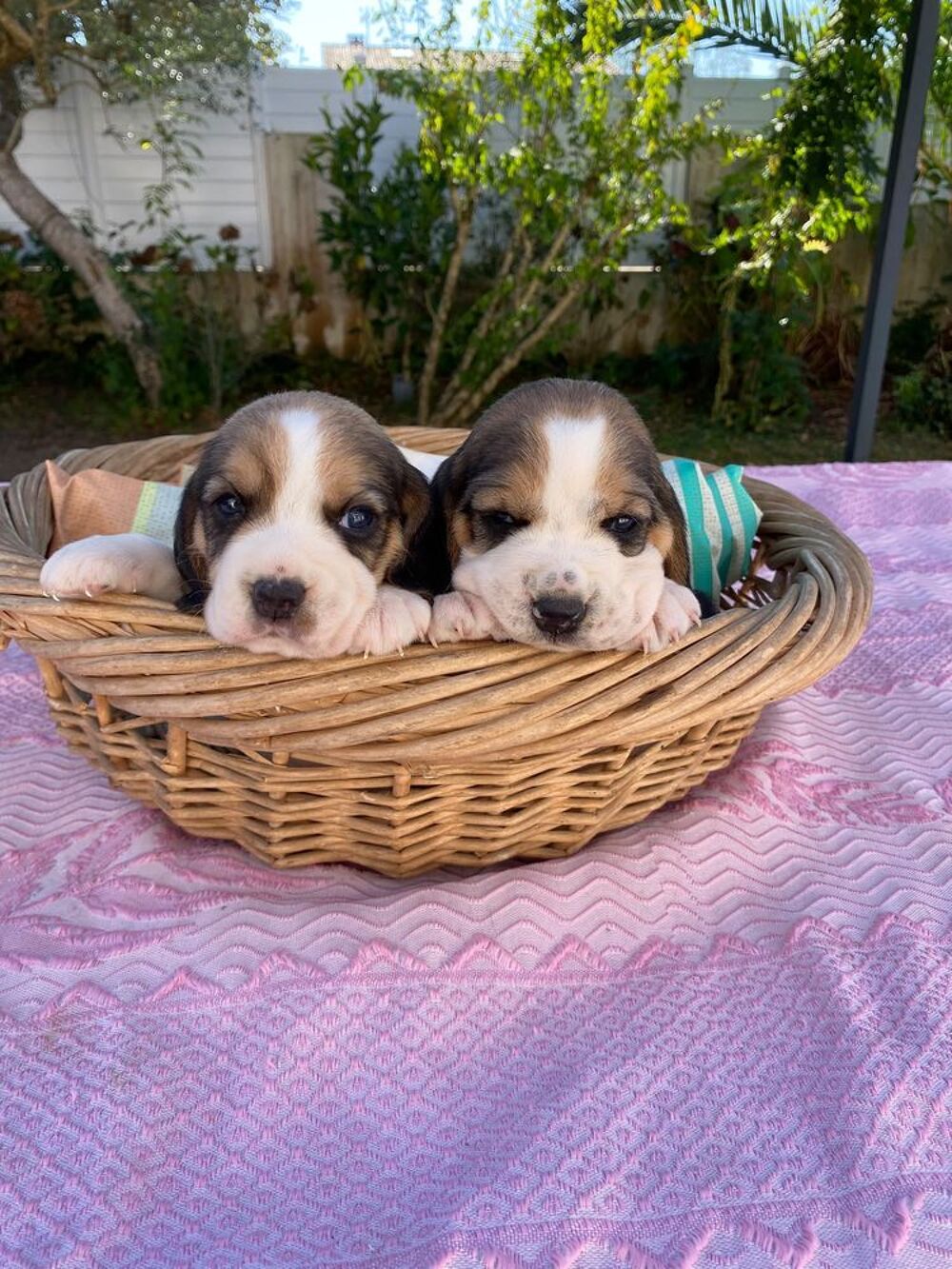   Chiots Beagle  