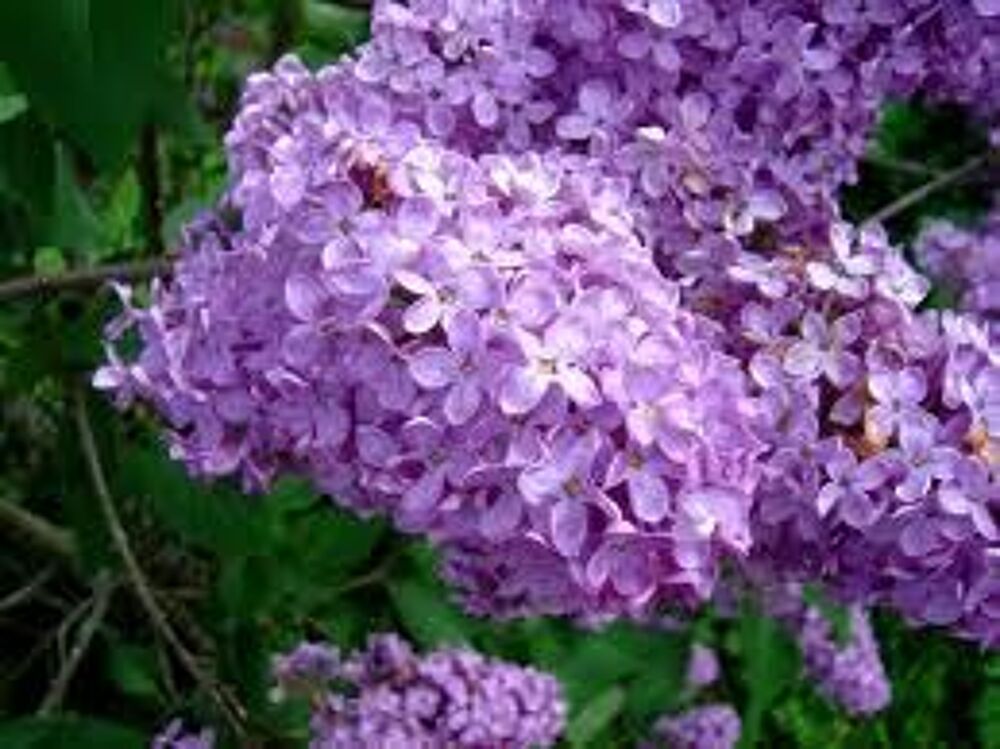 2 plants de lilas mauve simple Jardin