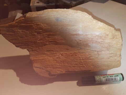  Lots bois fossile 30 Fr�jus (83)