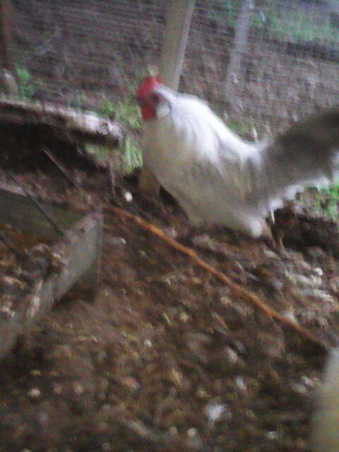 coq nain 10 09000 Foix