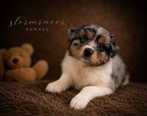   Chiots type Berger Australien 