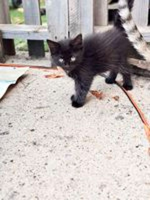   À donner chaton 