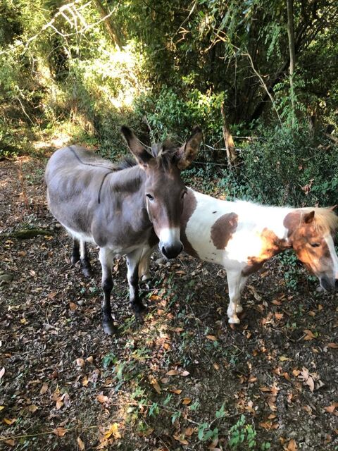 anesse et ponette 700 64200 Bassussarry