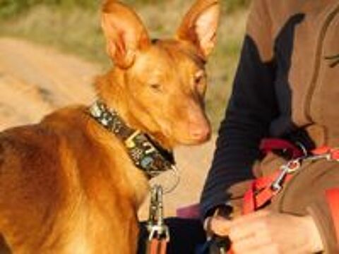   DUVET petit podenco d'1 an à aimer 