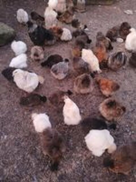   Poules de soies couleur perdrix  