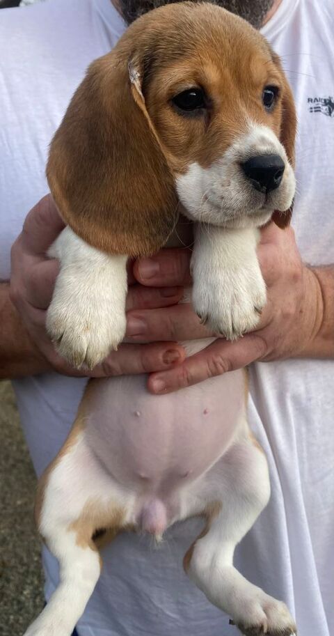 Chiots Beagle Femelles LOF  800 31390 Marquefave
