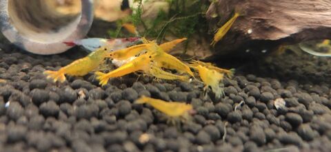 Caridina King Kong yellow 3 77340 Pontault-combault
