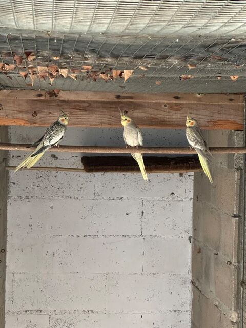 Femelle calopsitte 15 86300 Chapelle-viviers