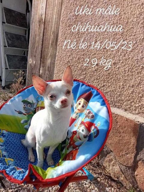 CHIOT CHIHUAHUA 450 42310 Changy