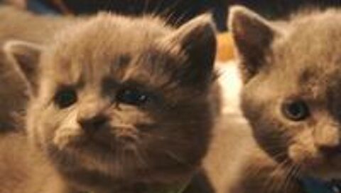   Chatons Chartreux LOOF à réserver 