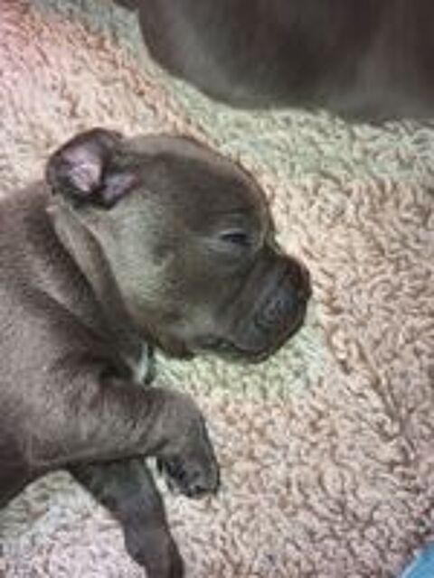   Staffordshire bull terrier bleu 