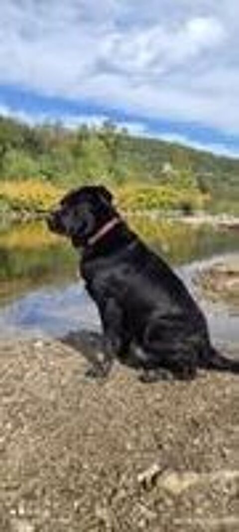   Chien SCOUBIDOU � l adoption 