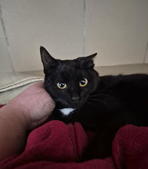 Blacky 200 26700 Pierrelatte