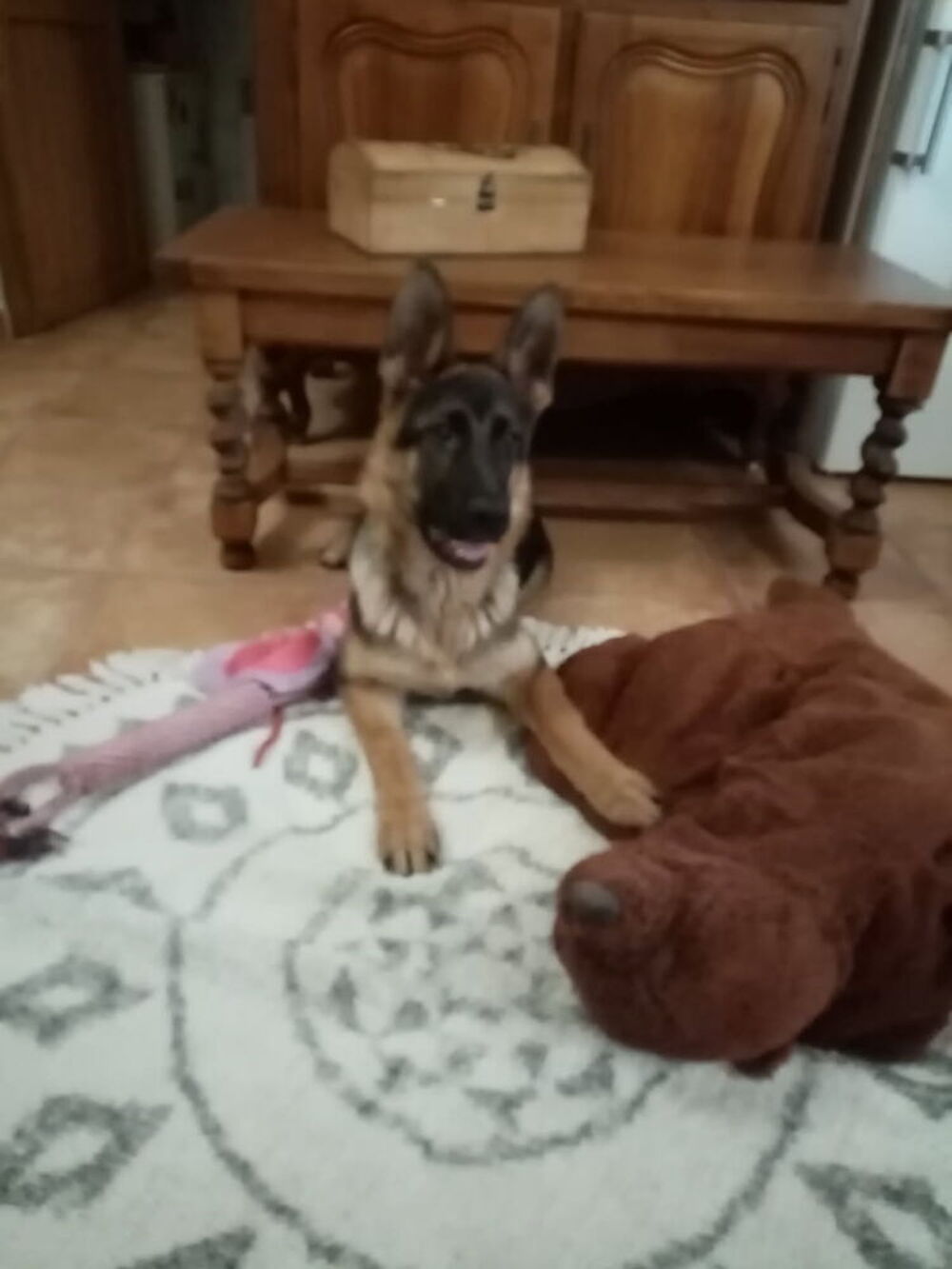   Donne petite chienne  