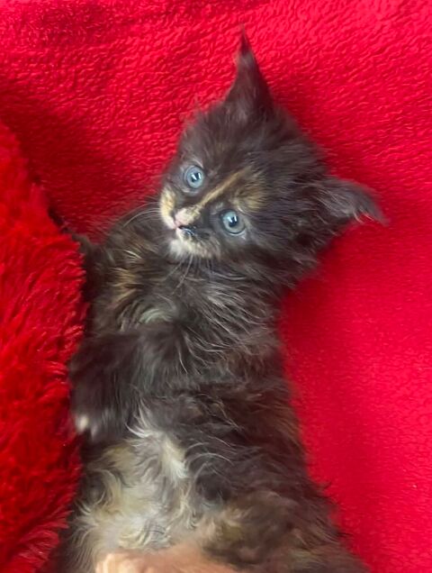 Maine Conn Chatons gros gabarit " Polydactyle "  990 68890 R�guisheim
