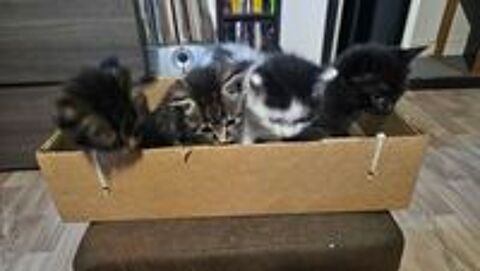   Donne chatons  