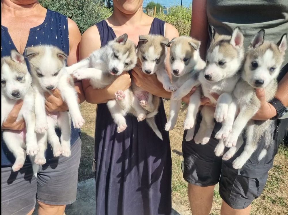   Chiots Husky de sibérie LOF lignée sportive 
