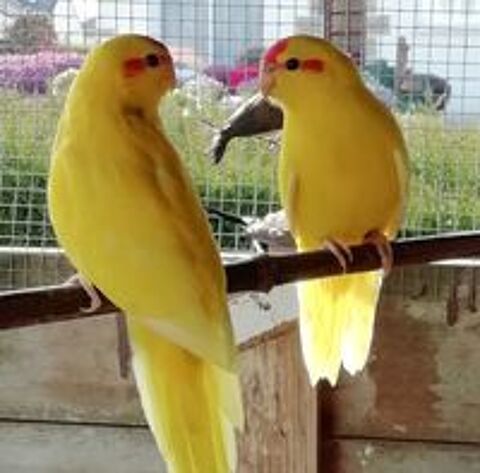    kakarikis 