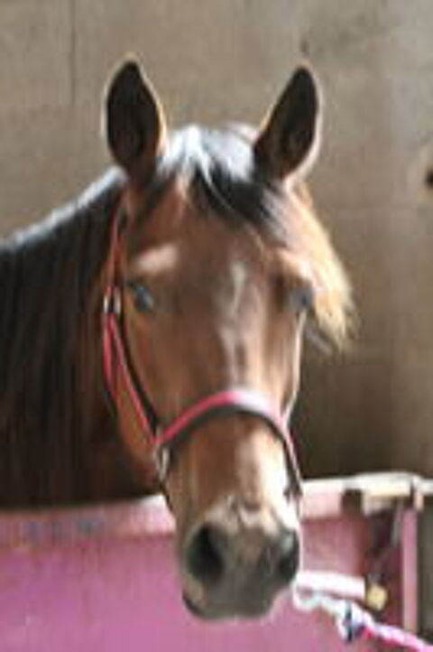   cheval american 