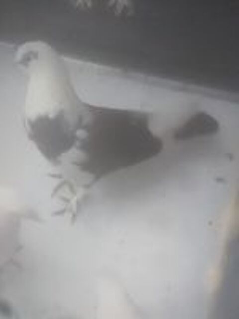   Pigeons Perdus  