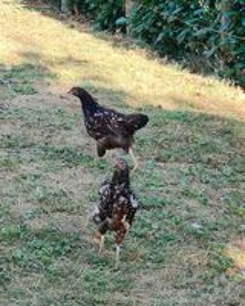   poules Sussex tricolores 