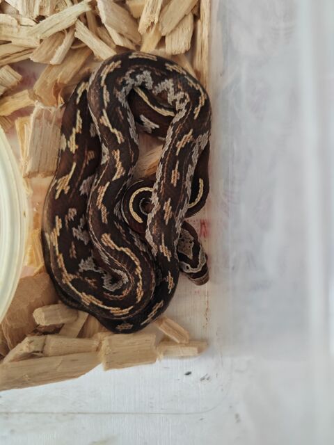 serpent pantherophis guttatus  mosaïque 45 02220 Cuiry-housse