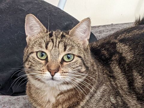 TAGADAME FEMELLE TIGREE 3 ANS 1/2 195 92260 Fontenay-aux-roses