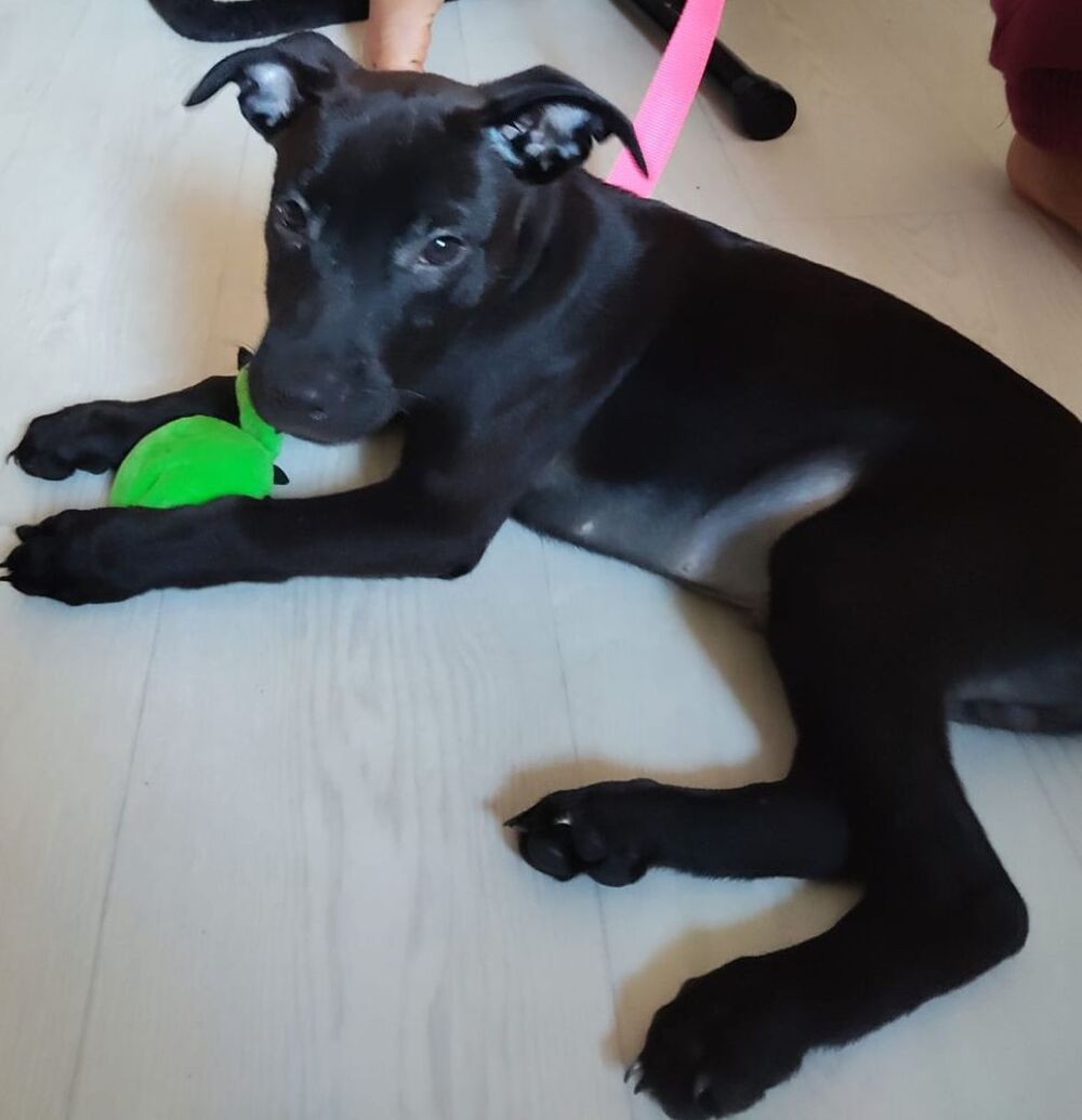   Brownie, 3 mois,cherche ses adoptants  