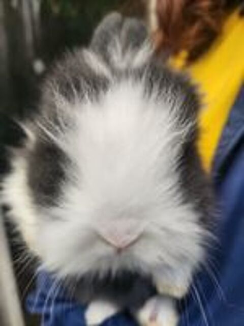   Lapin Angora 
