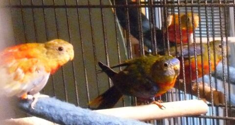 Perruches turquoisines silencieuses 55 73330 Le pont-de-beauvoisin