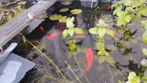   Donne petits poissons de bassin 