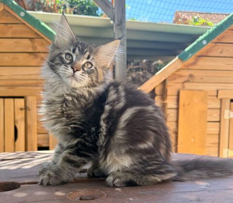Chaton  Maine Coon LOOF femelle polydactyle 1400 13400 Aubagne